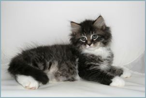 Male Siberian Kitten from Deedlebug Siberian